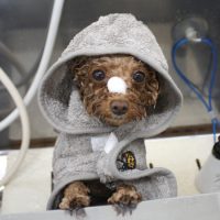 【池下店】2018年4月13日のワンちゃん達♪