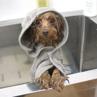 【池下店】2018年4月14日のワンちゃん達♪