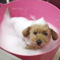 【池下店】2018年4月15日のワンちゃん達♪