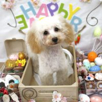 【池下店】2018年4月16日のワンちゃん達♪