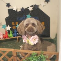 【本店】2018年4月16日のワンちゃん達♪