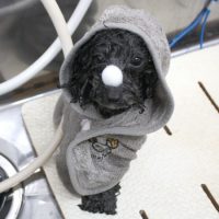 【池下店】2018年4月19日のワンちゃん達♪