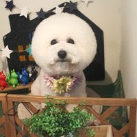 【本店】2018年4月18日のワンちゃん達♪