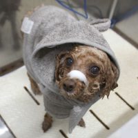 【池下店】2018年4月20日のワンちゃん達♪