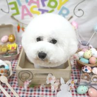 【池下店】2018年4月21日のワンちゃん達♪