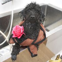 【池下店】2018年4月22日のワンちゃん達♪