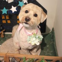 【本店】2018年4月20日のワンちゃん達♪