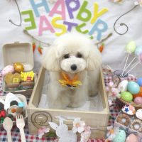 【池下店】2018年4月23日のワンちゃん達♪