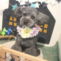 【本店】2018年4月21日のワンちゃん達♪