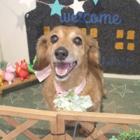 【本店】2018年4月22日のワンちゃん達♪