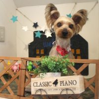 【本店】2018年4月23日のワンちゃん達♪　