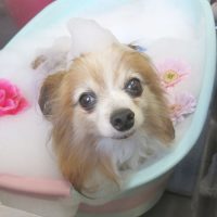 【本店】2018年4月25日のワンちゃん達♪