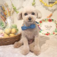 【本店】2018年4月26日のワンちゃん達♪