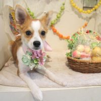 【本店】2018年4月27日のワンちゃん達♪