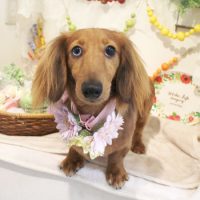 【本店】2018年4月28日のワンちゃん達♪