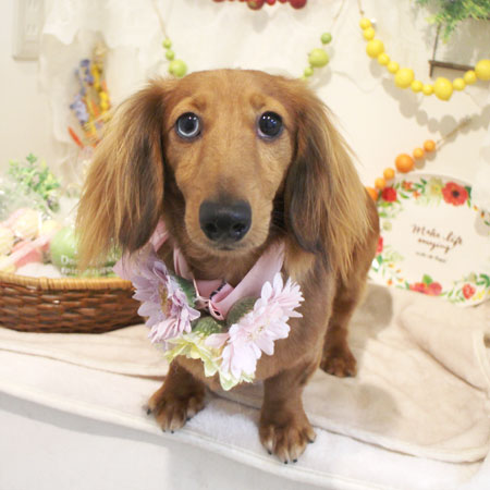 【本店】2018年4月28日のワンちゃん達♪