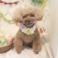 【本店】2018年4月29日のワンちゃん達♪