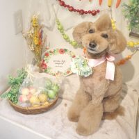 【本店】2018年4月30日のワンちゃん達♪