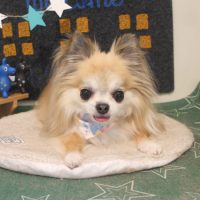 【本店】2018年4月4日のワンちゃん達♪