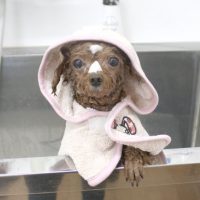 【池下店】2018年4月25日のワンちゃん達♪