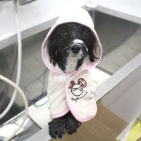 【池下店】2018年4月28日のワンちゃん達♪