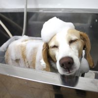 【池下店】2018年4月26日のワンちゃん達♪