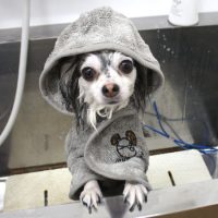 【池下店】2018年4月1日のワンちゃん達♪