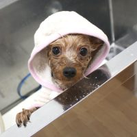 【池下店】2018年4月29日のワンちゃん達♪