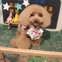 【本店】2018年4月6日のワンちゃん達♪