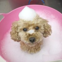 【池下店】2018年4月27日のワンちゃん達♪