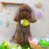 【山手店】2018年4月5日のワンちゃん達♪