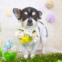 【山手店】2018年4月7日のワンちゃん達♪