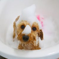 【山手店】2018年4月8日のワンちゃん達♪