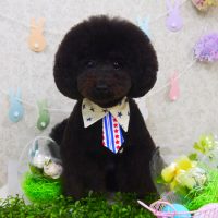 【山手店】2018年4月11日のワンちゃん達♪