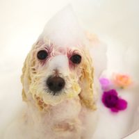 【山手店】2018年4月12日のワンちゃん達♪