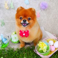 【山手店】2018年4月14日のワンちゃん達♪