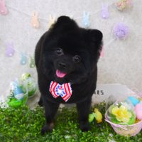 【山手店】2018年4月15日のワンちゃん達♪