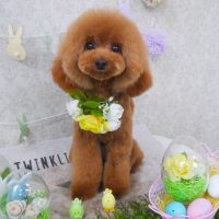 【山手店】2018年4月16日のワンちゃん達♪