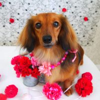 【山手店】2018年4月29日のワンちゃん達♪