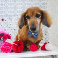 【山手店】2018年4月30日のワンちゃん達♪