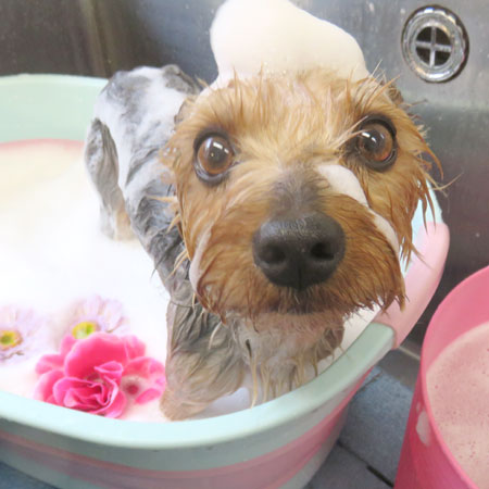 【本店】2018年5月21日のワンちゃん達♪