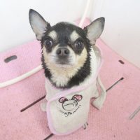 【本店】2018年5月13日のワンちゃん達♪