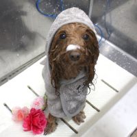 【池下店】2018年5月4日のワンちゃん達♪