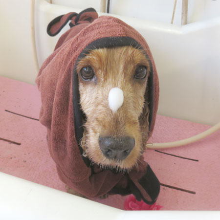 【本店】2018年5月24日のワンちゃん達♪