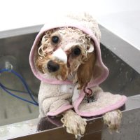 【池下店】2018年5月5日のワンちゃん達♪