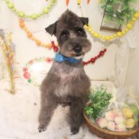 【本店】2018年5月23日のワンちゃん達♪