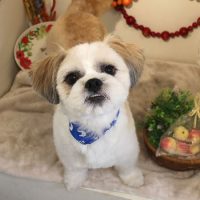 【本店】2018年5月14日のワンちゃん達♪