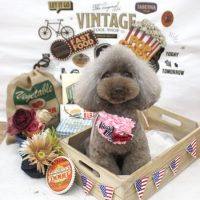 【池下店】2018年5月7日のワンちゃん達♪