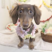 【本店】2018年5月16日のワンちゃん達♪