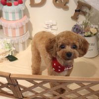 【本店】2018年5月25日のワンちゃん達♪